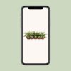 Dracaena Malaika - 1 plant