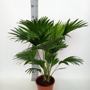 thumbnail_6000-5148.jpg Livistona Rotundifolia - Waaierpalm