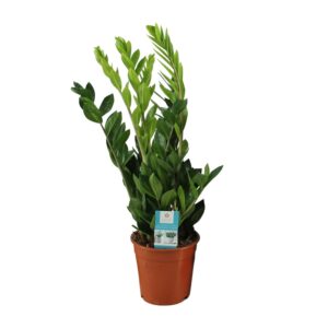 thumbnail_6000-5150.jpg Zamioculcas Zamiifolia