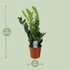 Zamioculcas Zamiifolia