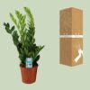 Zamioculcas Zamiifolia
