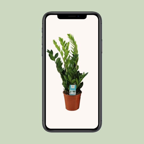 thumbnail_6000-5153.jpg Zamioculcas Zamiifolia
