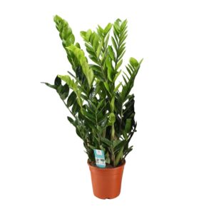 thumbnail_6000-5154.jpg Zamioculcas Zamiifolia