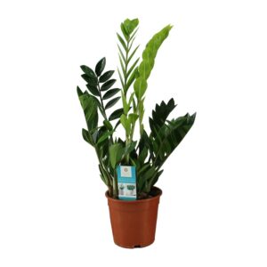 thumbnail_6000-5158.jpg Zamioculcas Zamiifolia