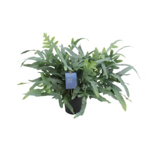 thumbnail_6000-5189.jpg Phlebodium Aureum Blue Star