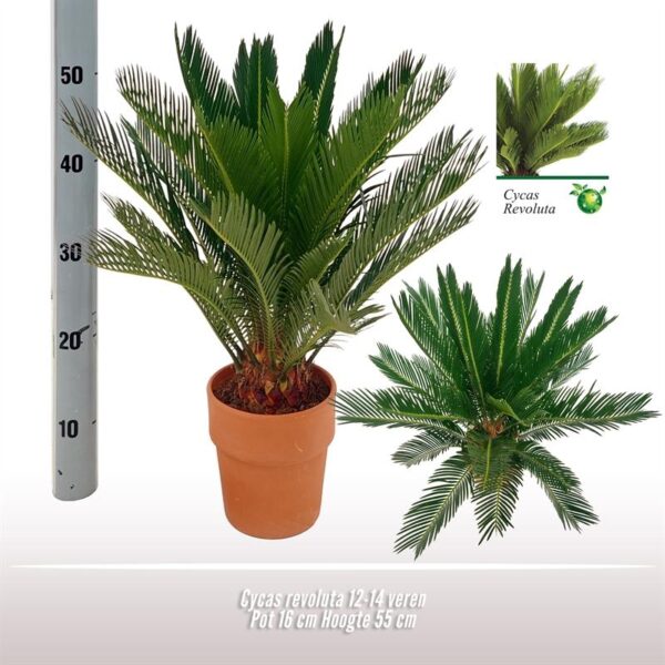 Cycas Revoluta