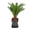 Cycas Revoluta