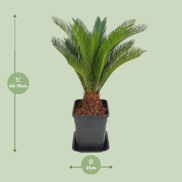 thumbnail_6000-5205.jpg Cycas Revoluta