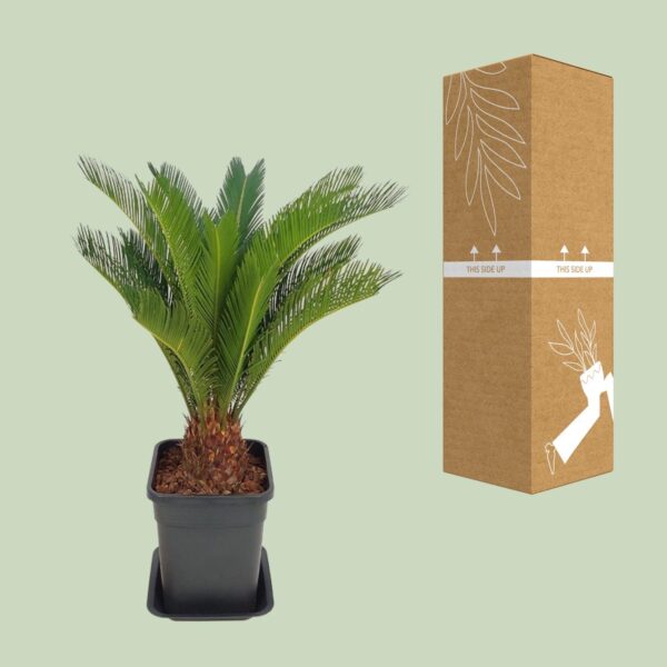 thumbnail_6000-5206.jpg Cycas Revoluta