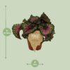 Begonia Rex Macarena
