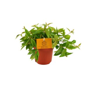 Peperomia Ang. Rocca Vivace