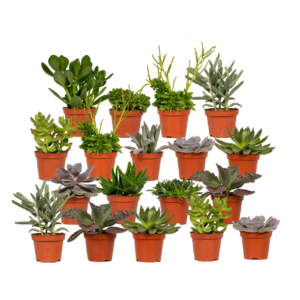Succulenten Mix | 18 stuks