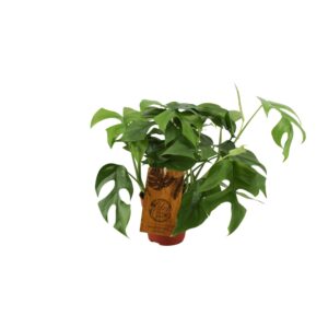 thumbnail_6000-5306.jpg Monstera Minima