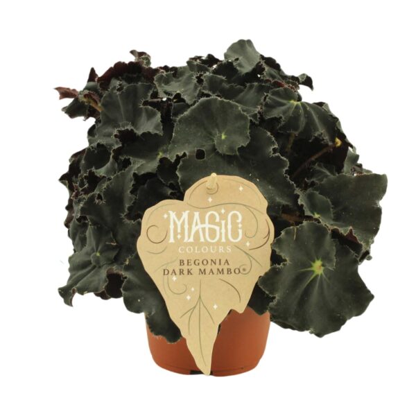Begonia Rex Dark Mambo