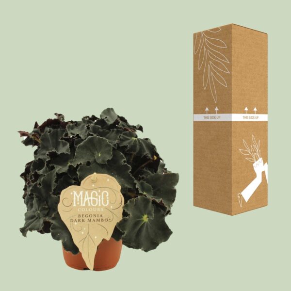Begonia Rex Dark Mambo