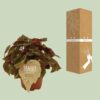 Begonia Rex Montuno