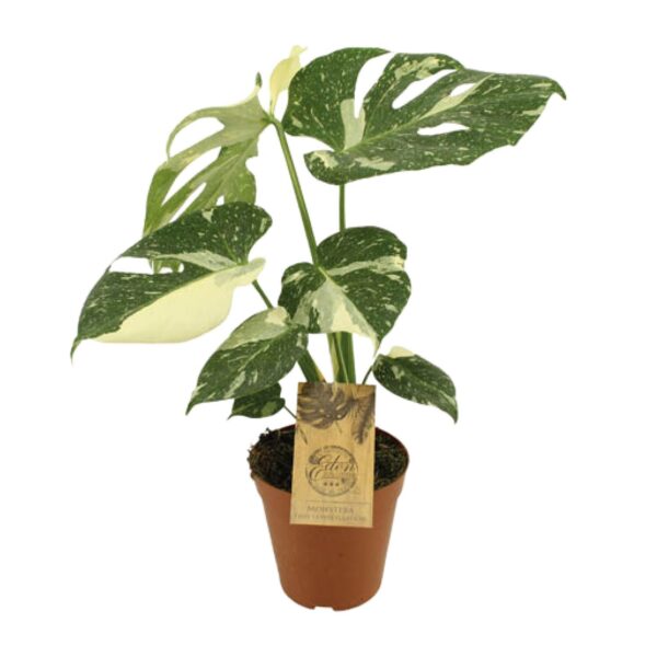thumbnail_6000-5358.jpg Monstera Thai Constellation