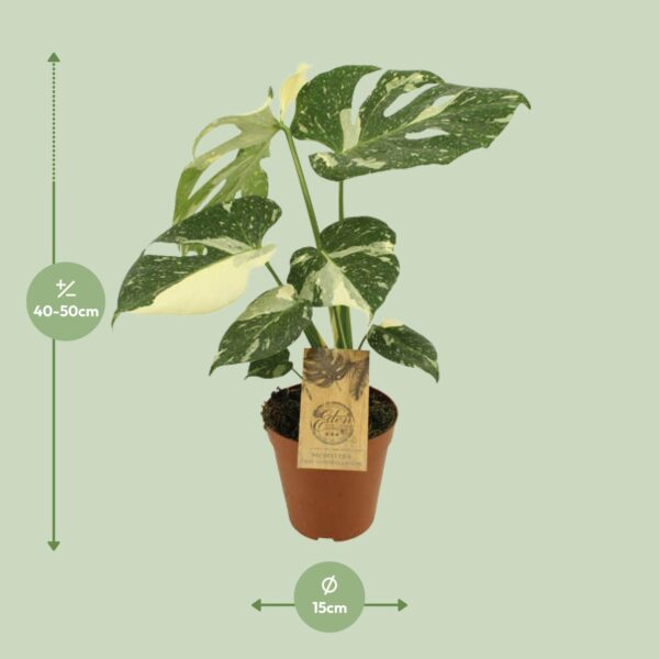 thumbnail_6000-5359.jpg Monstera Thai Constellation