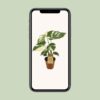 Monstera Thai Constellation