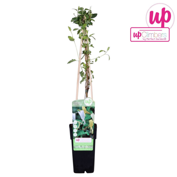 thumbnail_6000-537.png Lonicera japonica 'Halliana'
