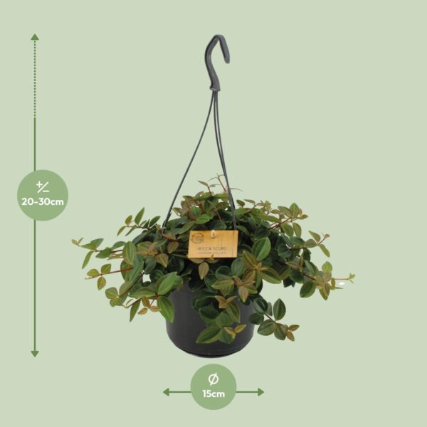 thumbnail_6000-5383.jpg Peperomia Ang.Rocca Scuro