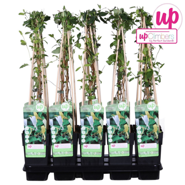 thumbnail_6000-539.png Lonicera japonica 'Halliana'