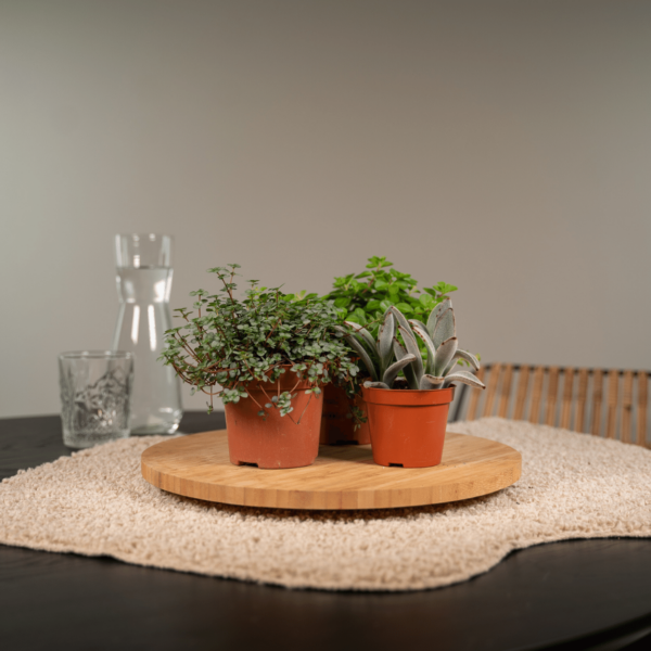 thumbnail_6000-54.png Succulenten Mix | 18 stuks