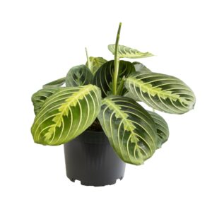 thumbnail_6000-5431.jpg Maranta Lemon Lime