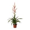 Tillandsia Dolce