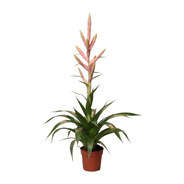 thumbnail_6000-5440.jpg Tillandsia Dolce