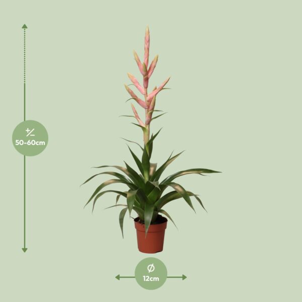 thumbnail_6000-5441.jpg Tillandsia Dolce