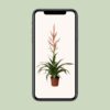 Tillandsia Dolce