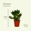 Succulenten Mix | 18 stuks