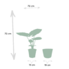 Alocasia Macrorrhiza met mand Igmar