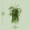 Lepismium Asuntapatense