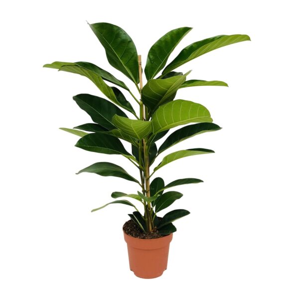 Ficus Benghalensis Roy