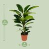 Ficus Benghalensis Roy