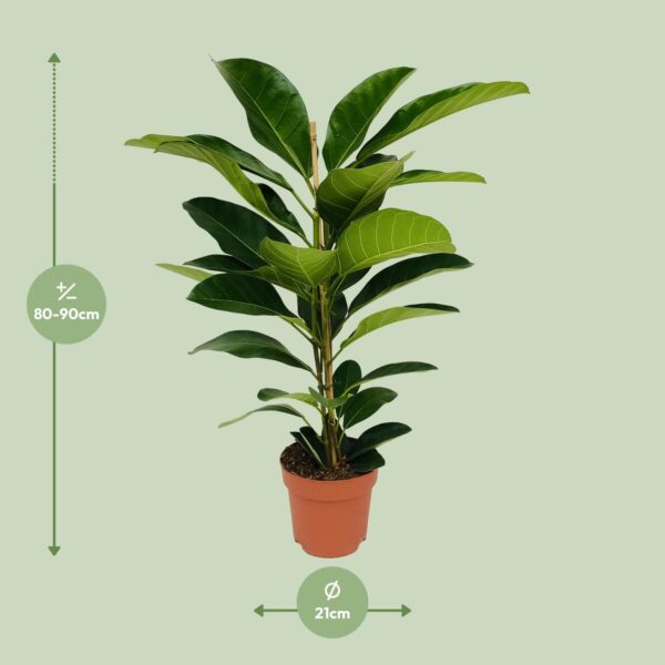 Ficus Benghalensis Roy