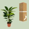 Ficus Benghalensis Roy