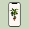 Ficus Benghalensis Roy