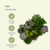 Succulenten Mix | 18 stuks