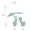 Alocasia Wentii mand Igmar