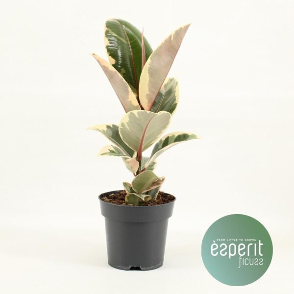 Ficus Elastica Tineke