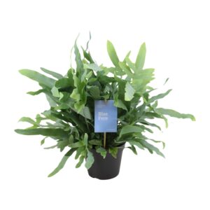 thumbnail_6000-5728.jpg Phlebodium Blue Fern