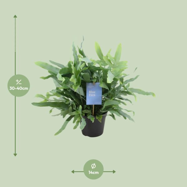 Phlebodium Blue Fern