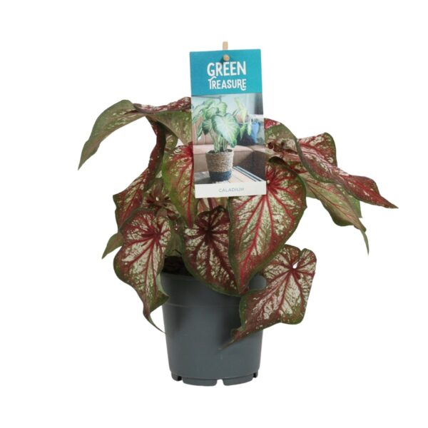 thumbnail_6000-5757.jpg Caladium Bicolor