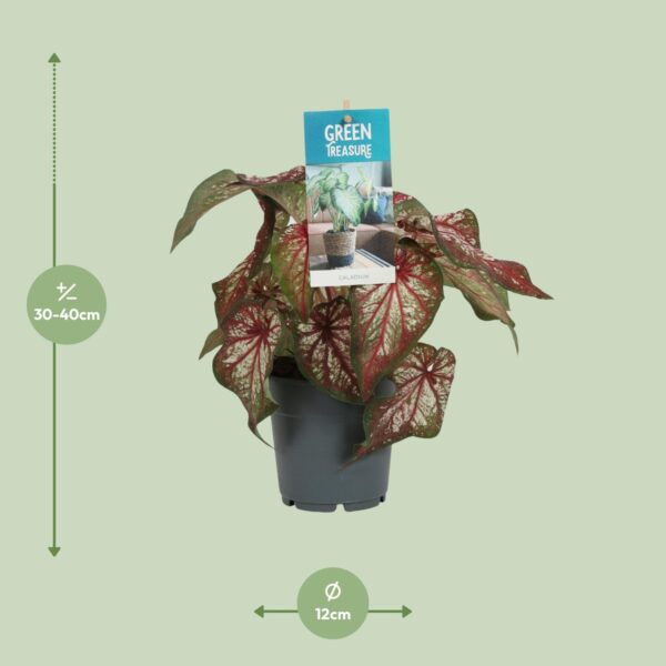 thumbnail_6000-5758.jpg Caladium Bicolor