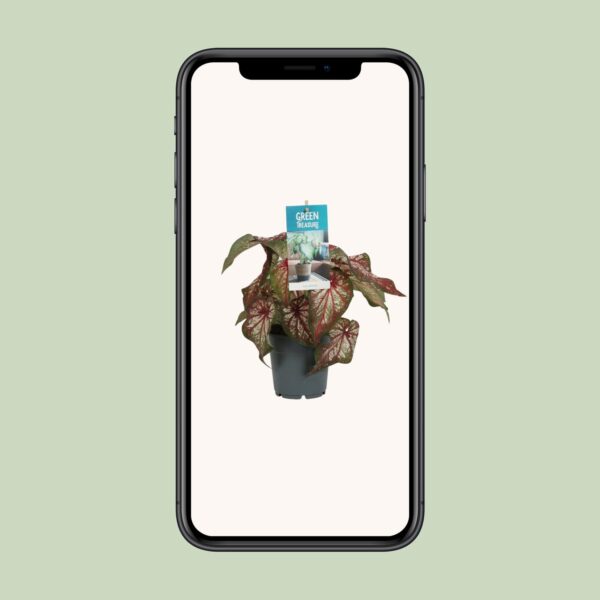 thumbnail_6000-5760.jpg Caladium Bicolor