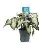 Caladium Wit