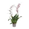 Orchidee: Oncidium Cherry Baby